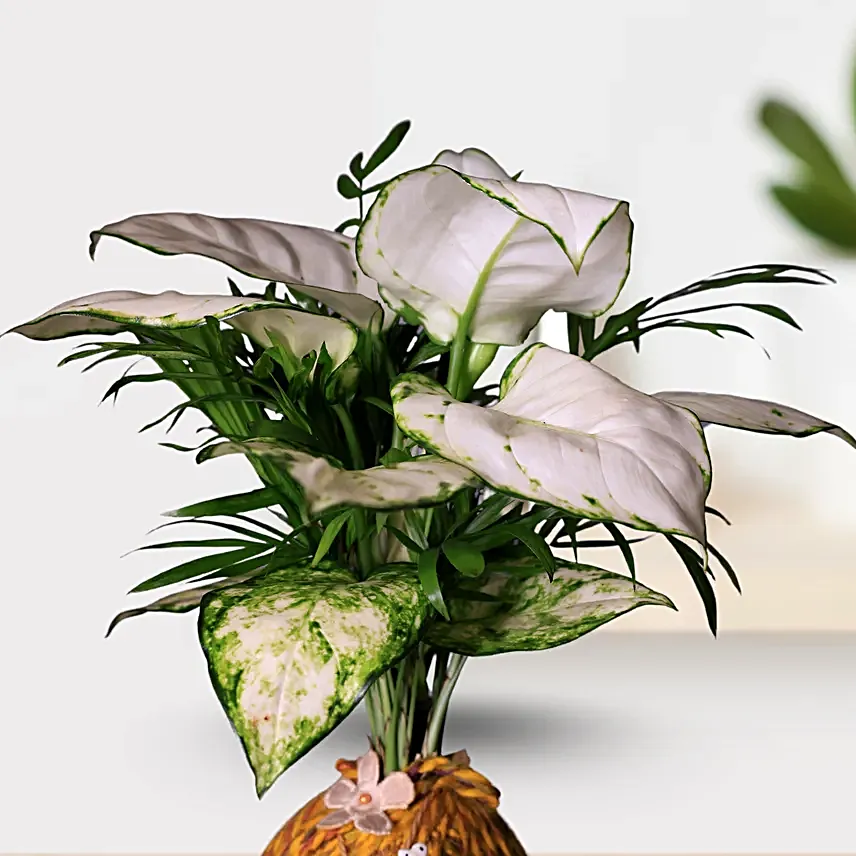 Planter Style - Image 2